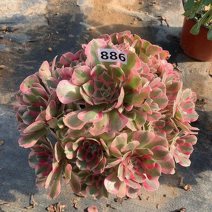 多肉植物邀月886号