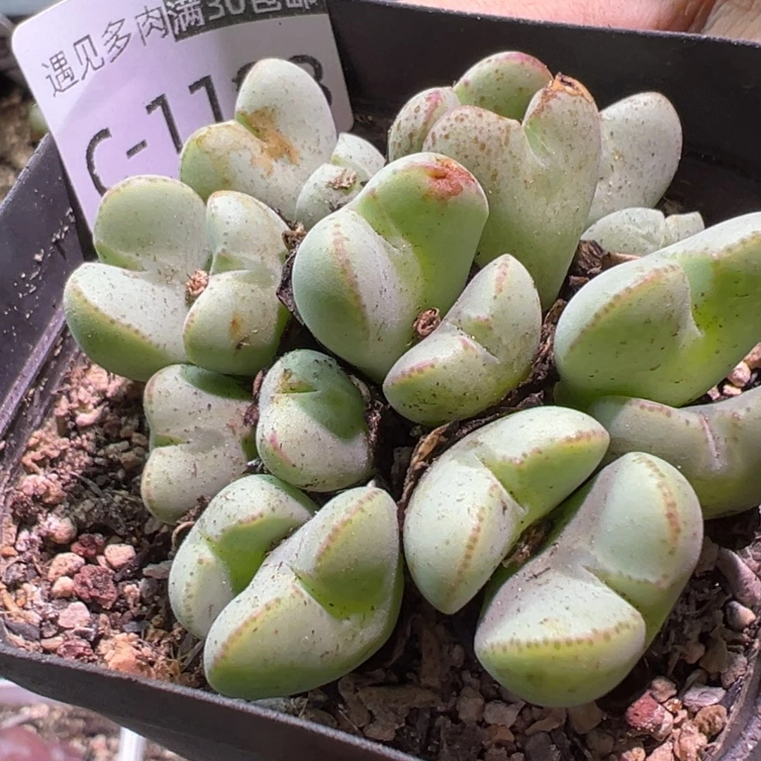 多肉植物11111111111