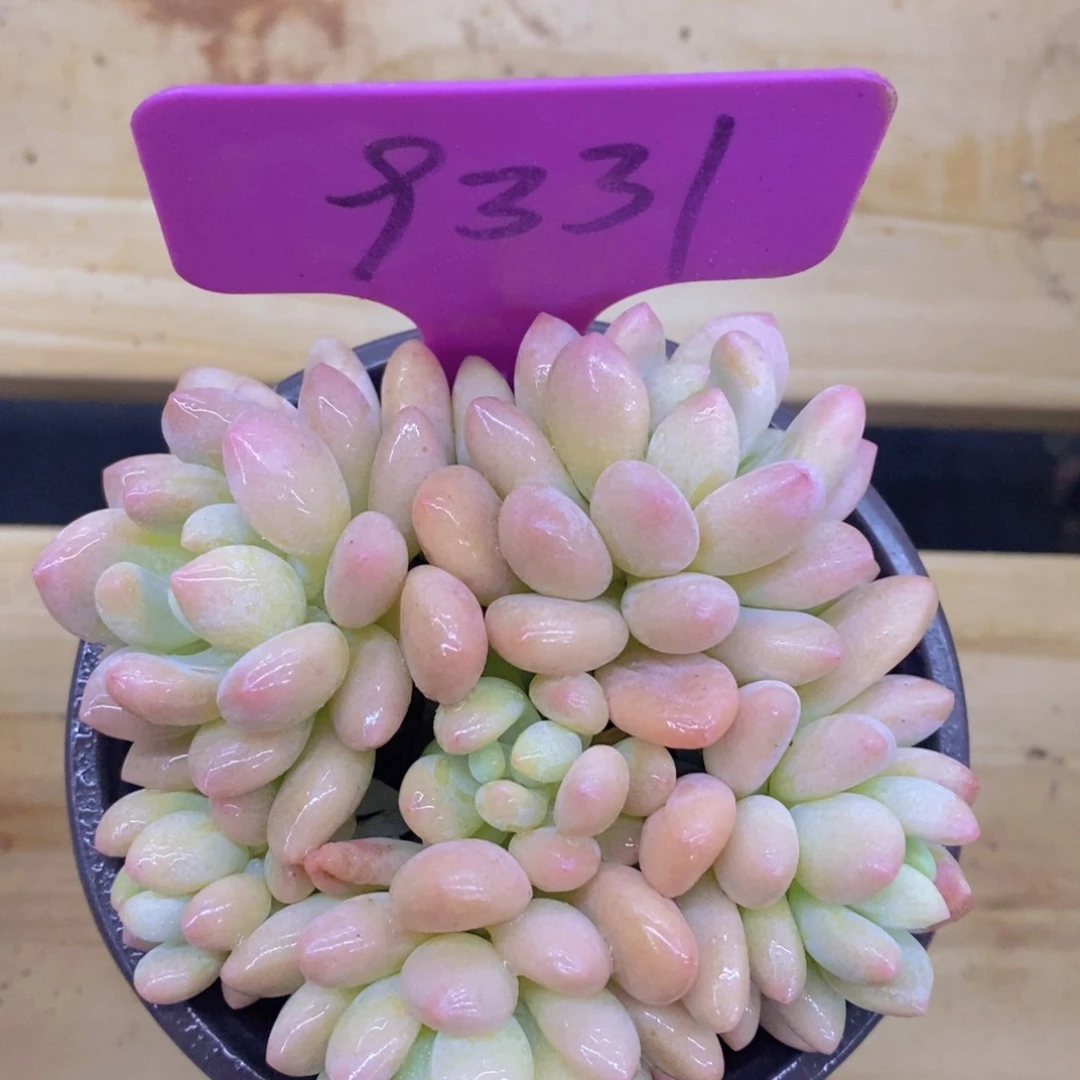 多肉植物，清货，3单包邮