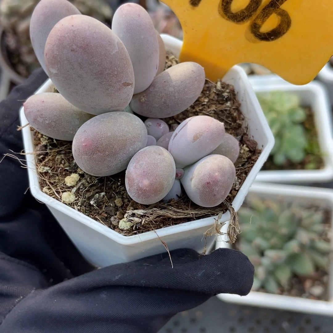 2106米可奶多肉植物