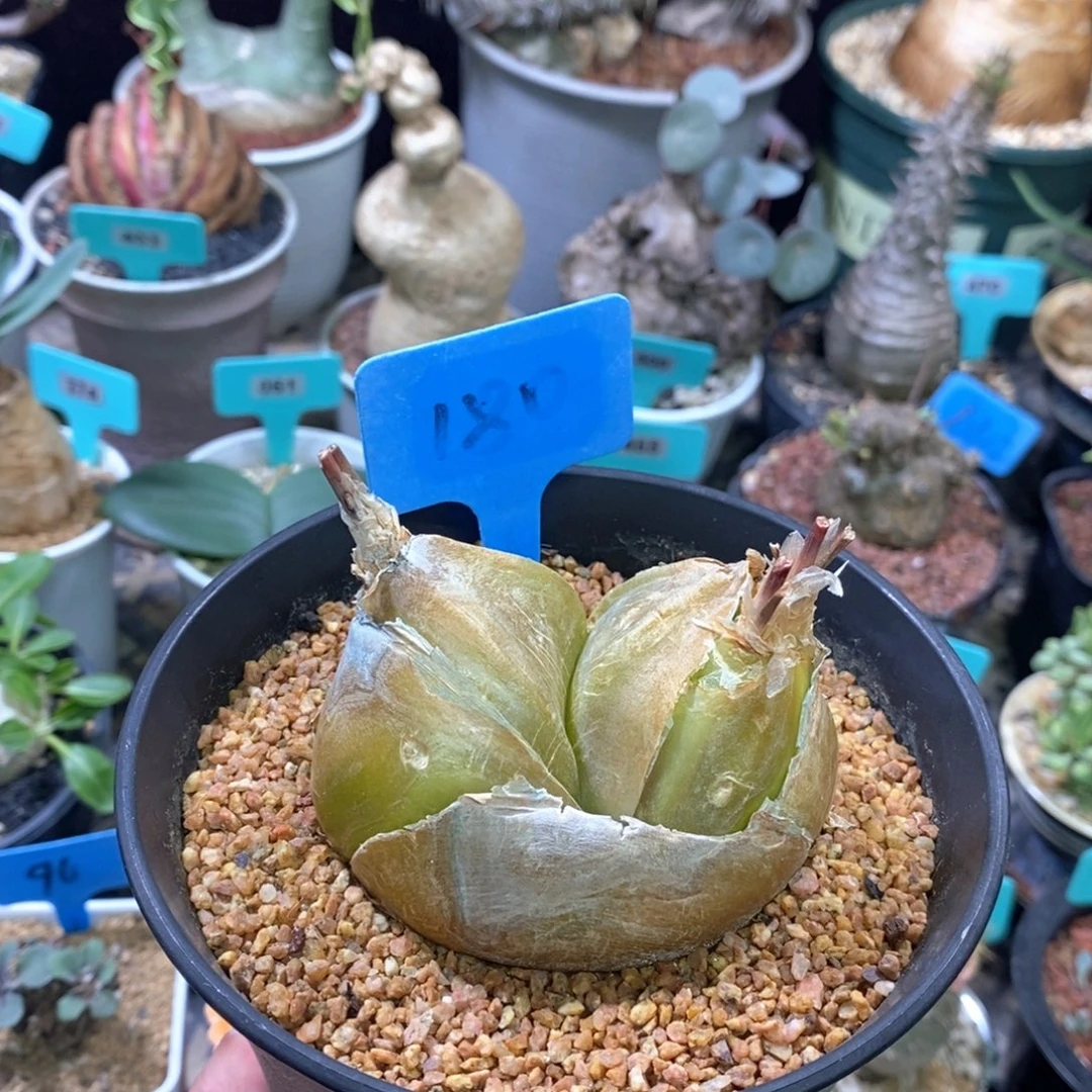 安哥拉苍角殿多肉植物