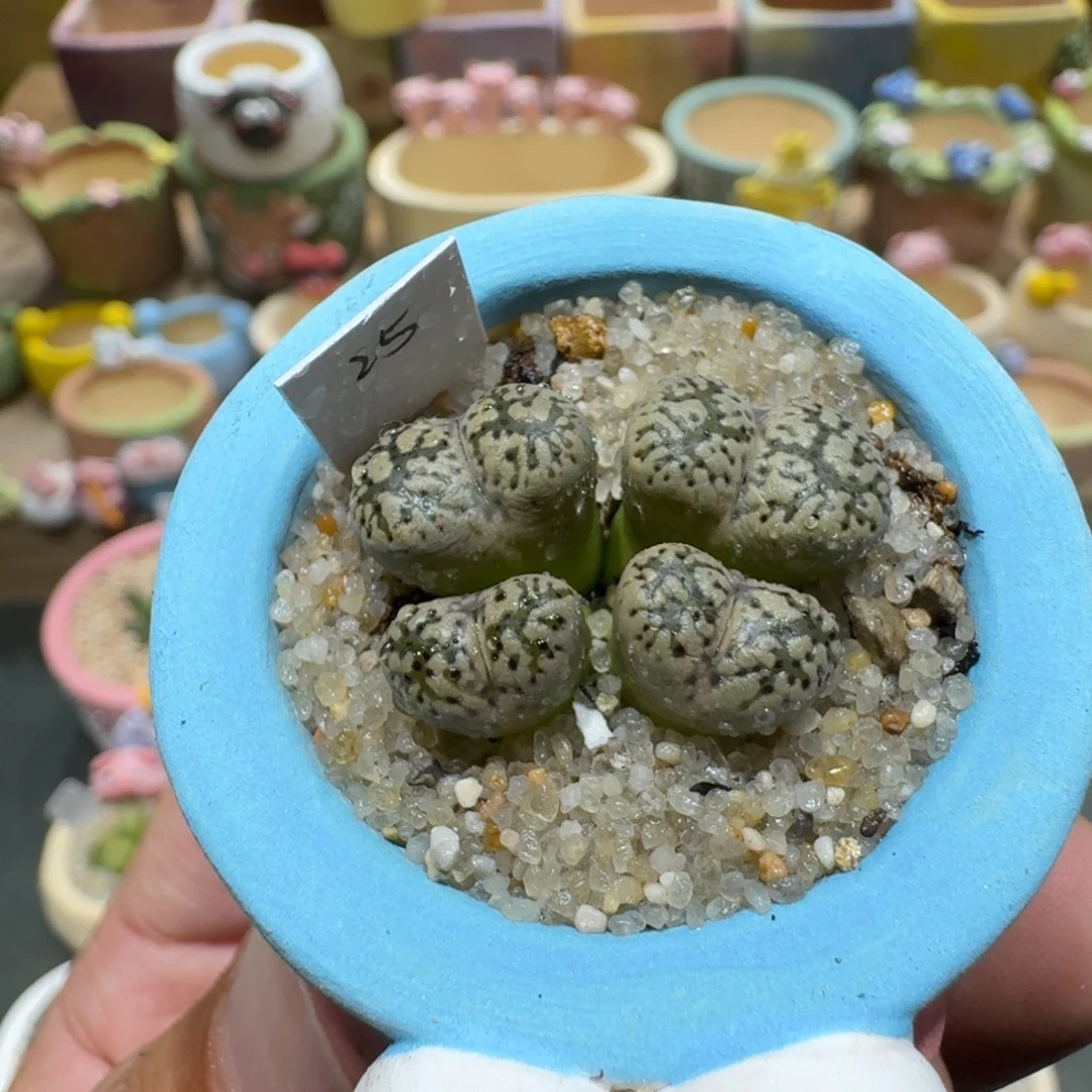蘑菇1231勋章多肉植物