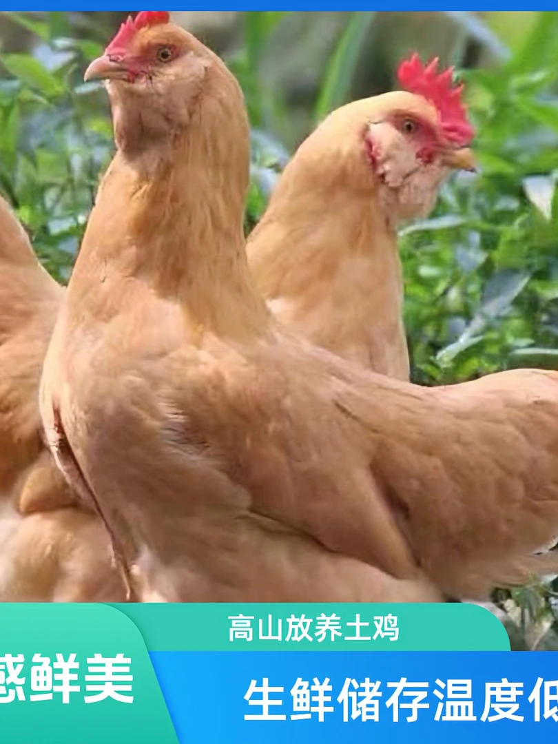 正宗散养老母鸡土鸡黄油母鸡新鲜现杀
