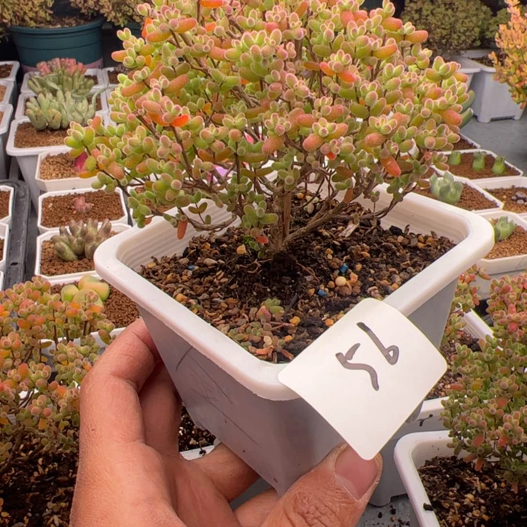 2.16金桔多肉植物56