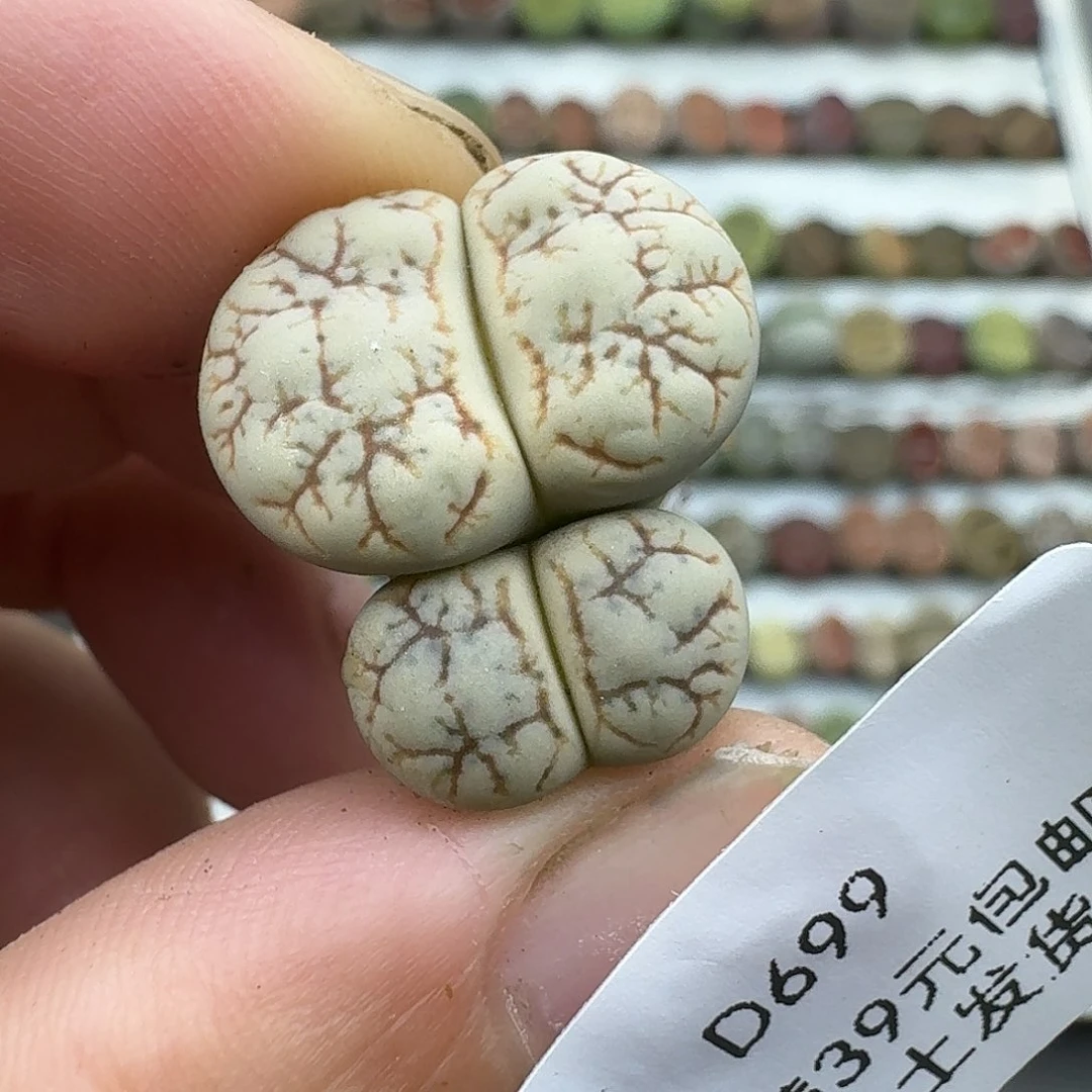 699多肉哈哈哈哈哈哈哈哈