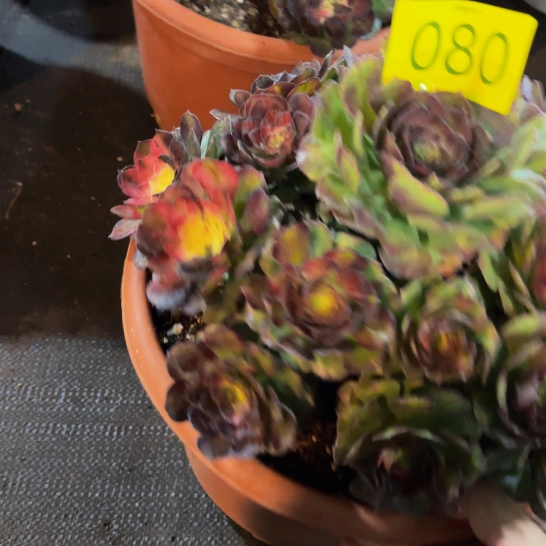 哈哈多肉葡萄福利来080