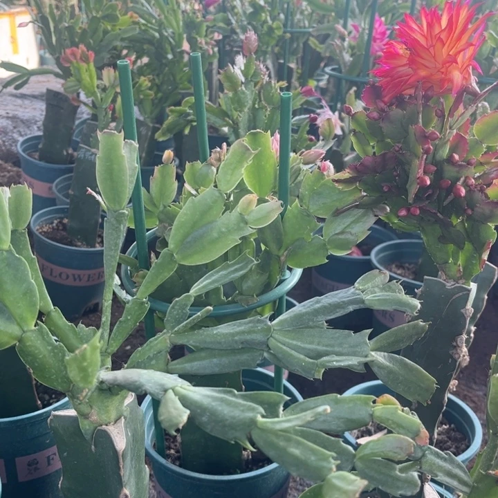 仙***里14号060紫00000000