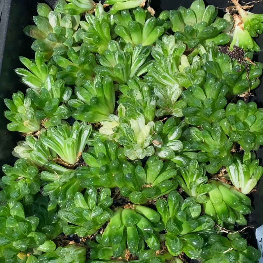 1925 一颗实生苏皇雨露锦 整点福利