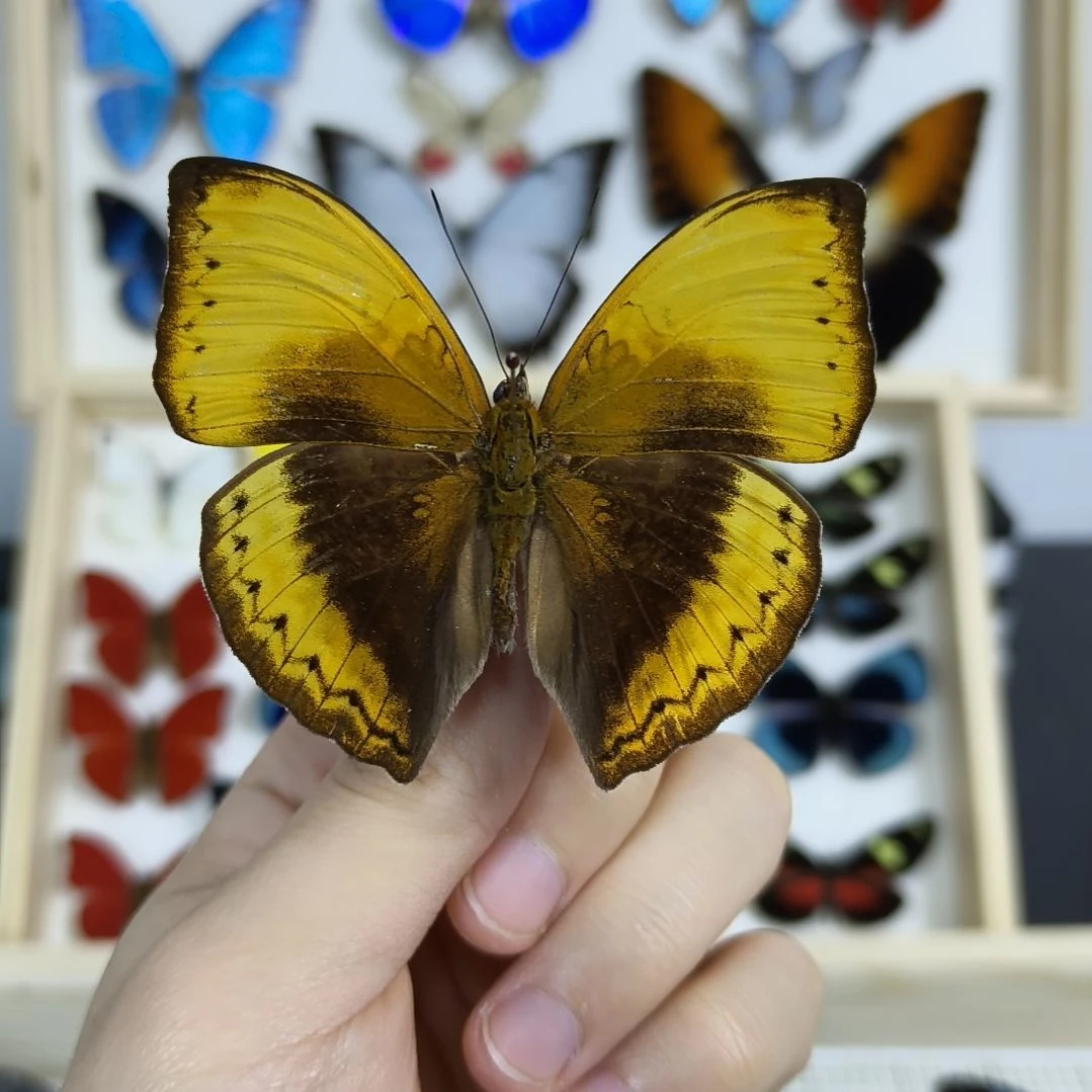 真蝴蝶标本一物一拍