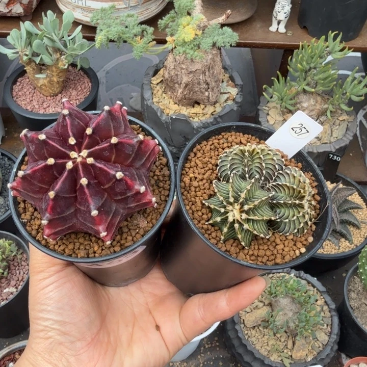 黑美人+肋骨仙人球