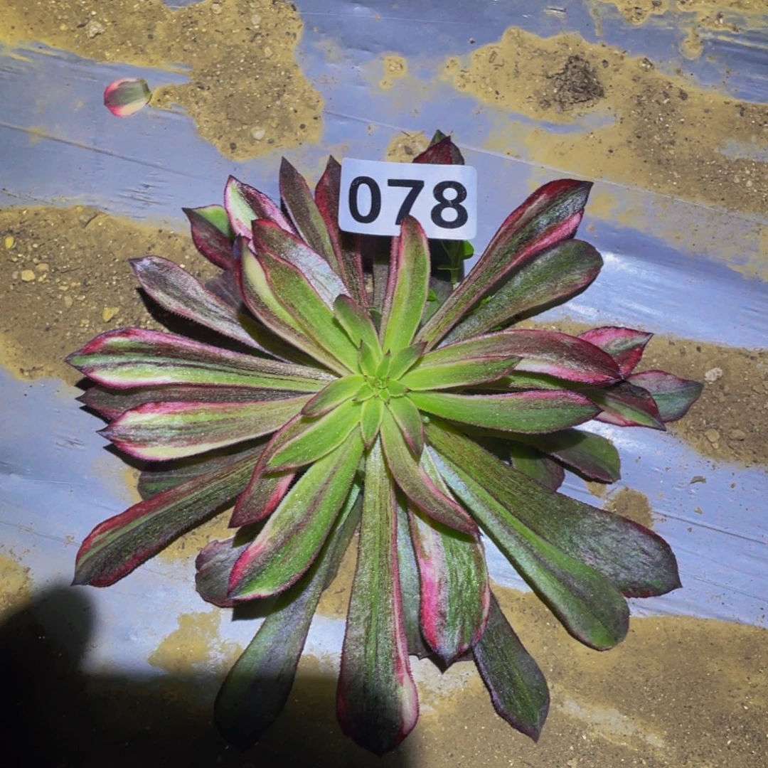 雪姬七彩多肉植物078