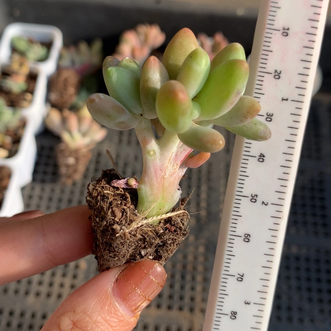 芒果奶微晒，不满28发一片叶，到付