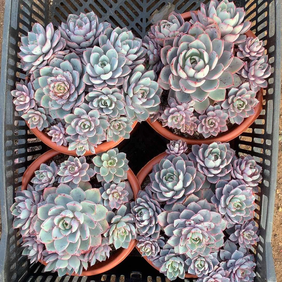 胖哥多肉推荐赫拉13.8