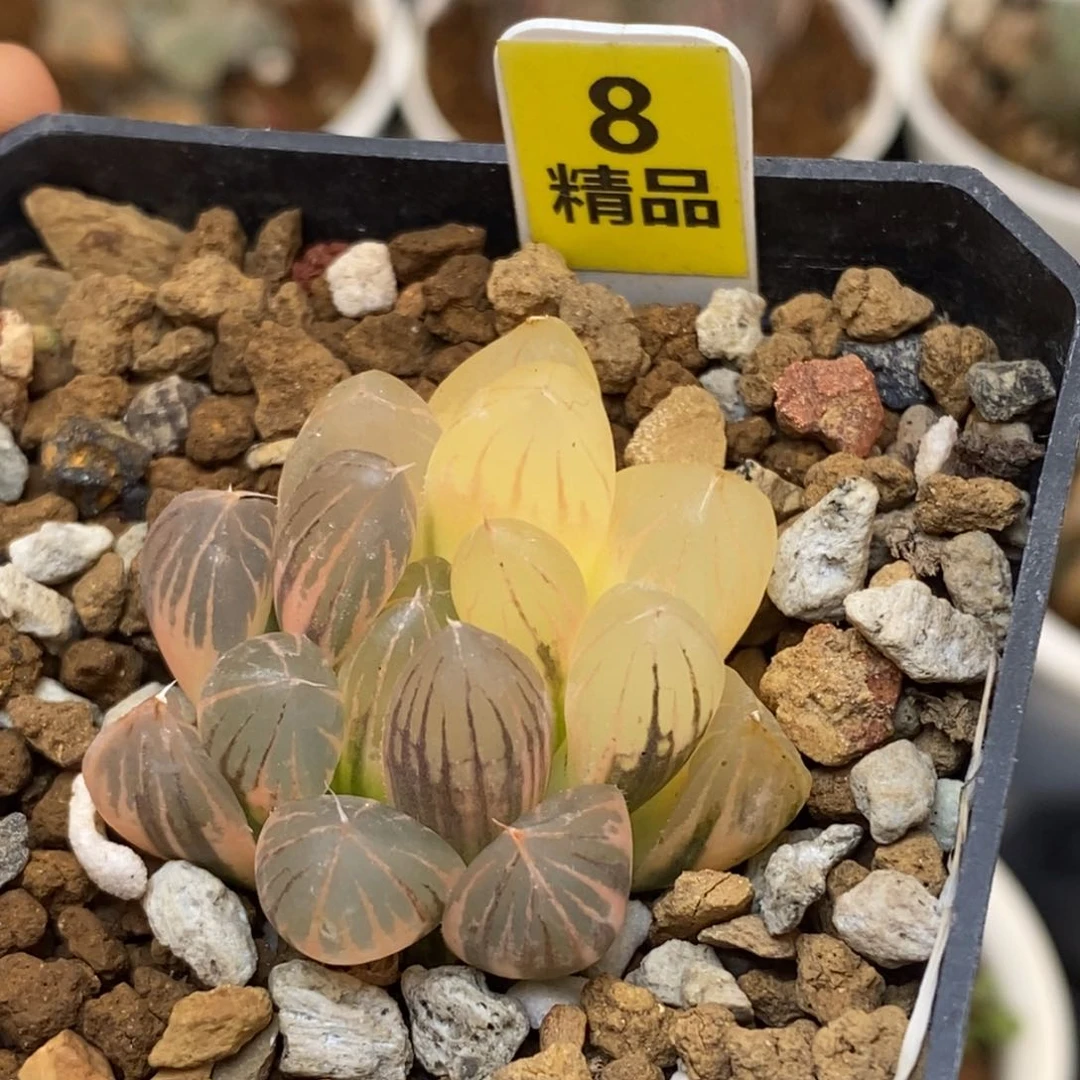 8霓虹灯玉露多肉植物