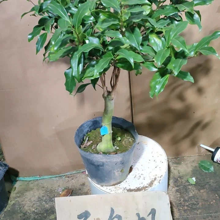 711黑龙，原盆原土发货，不包邮
