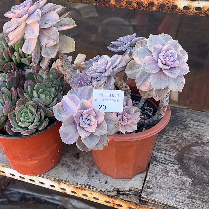 我***爱紫乐锦群，一物一拍