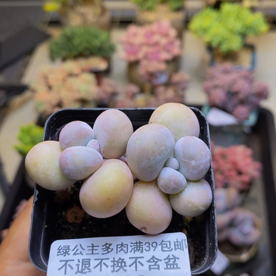 768橙奶多肉肉4c m