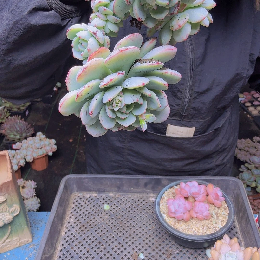 e***e004香草一物一拍一物一