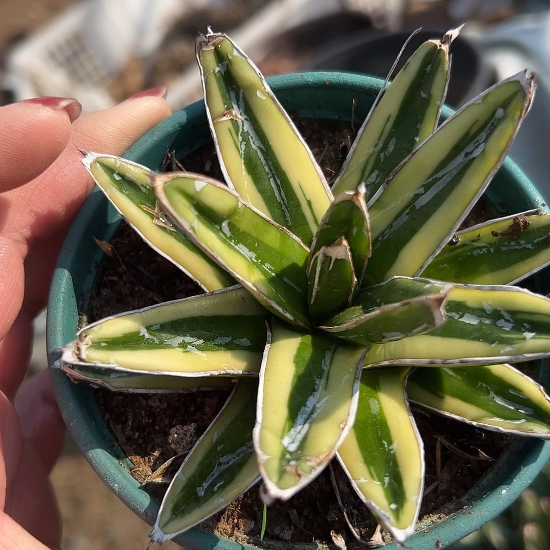 多肉植物辉山单头