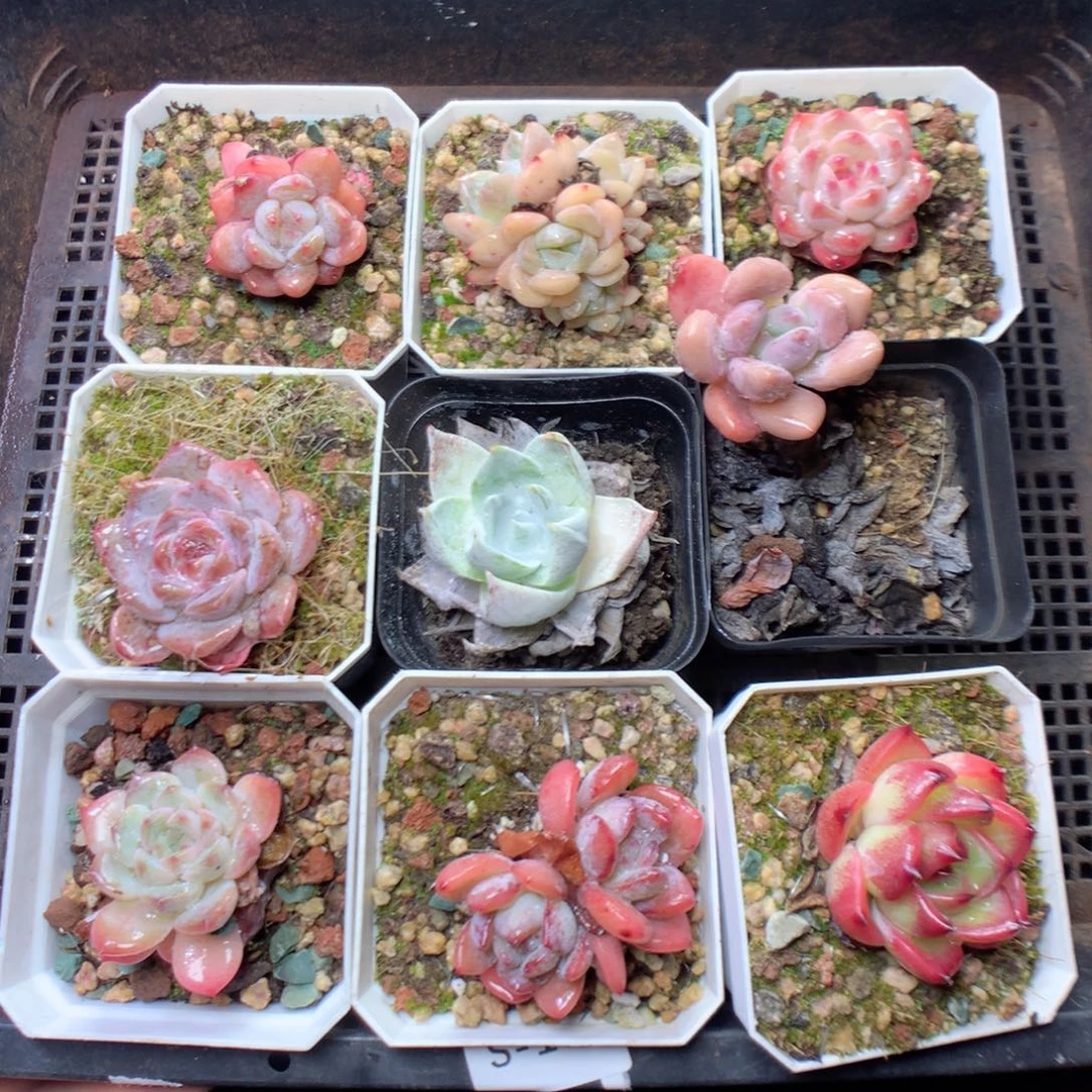 无花朵S104yyyyyyyyyy