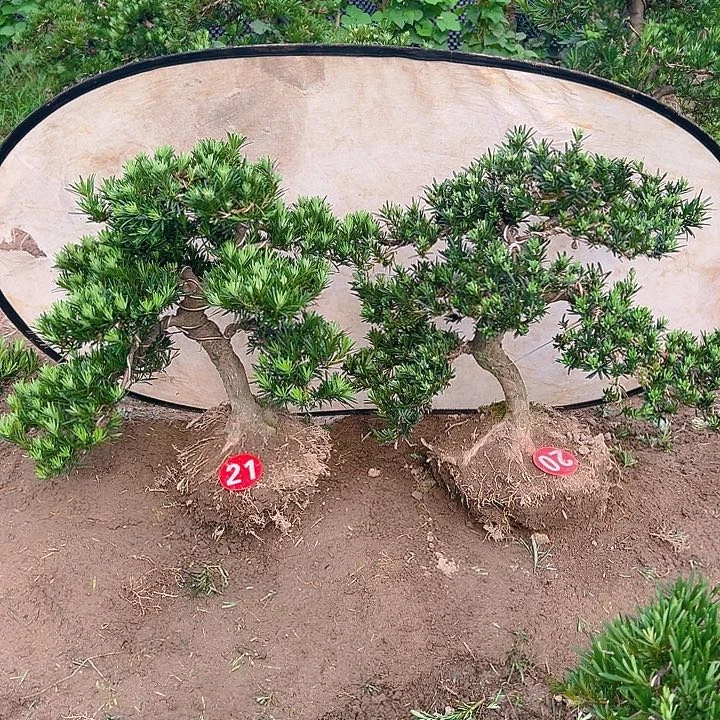 无花朵用****7小叶雀舌罗汉松