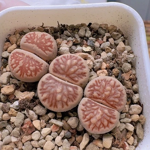 2122菊纹章菊花纹带盆土发货