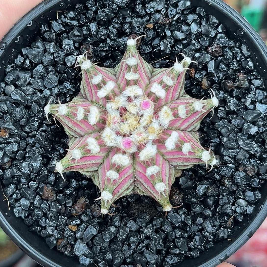 570泰系高绒肋骨海神，带盆土发货