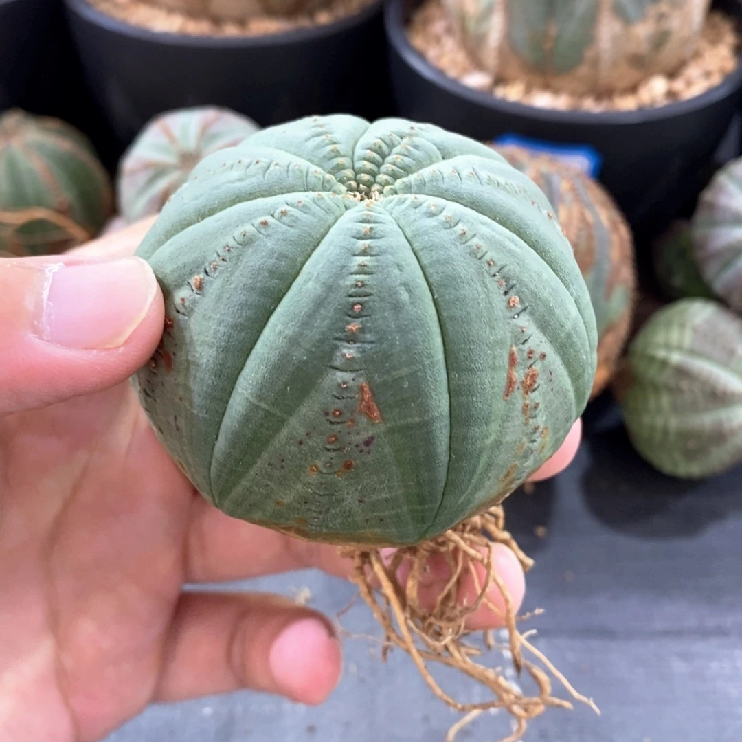 欧系实生布纹球多肉植物
