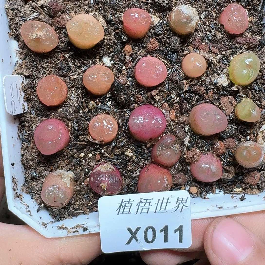 011盒多肉植物哇f gu