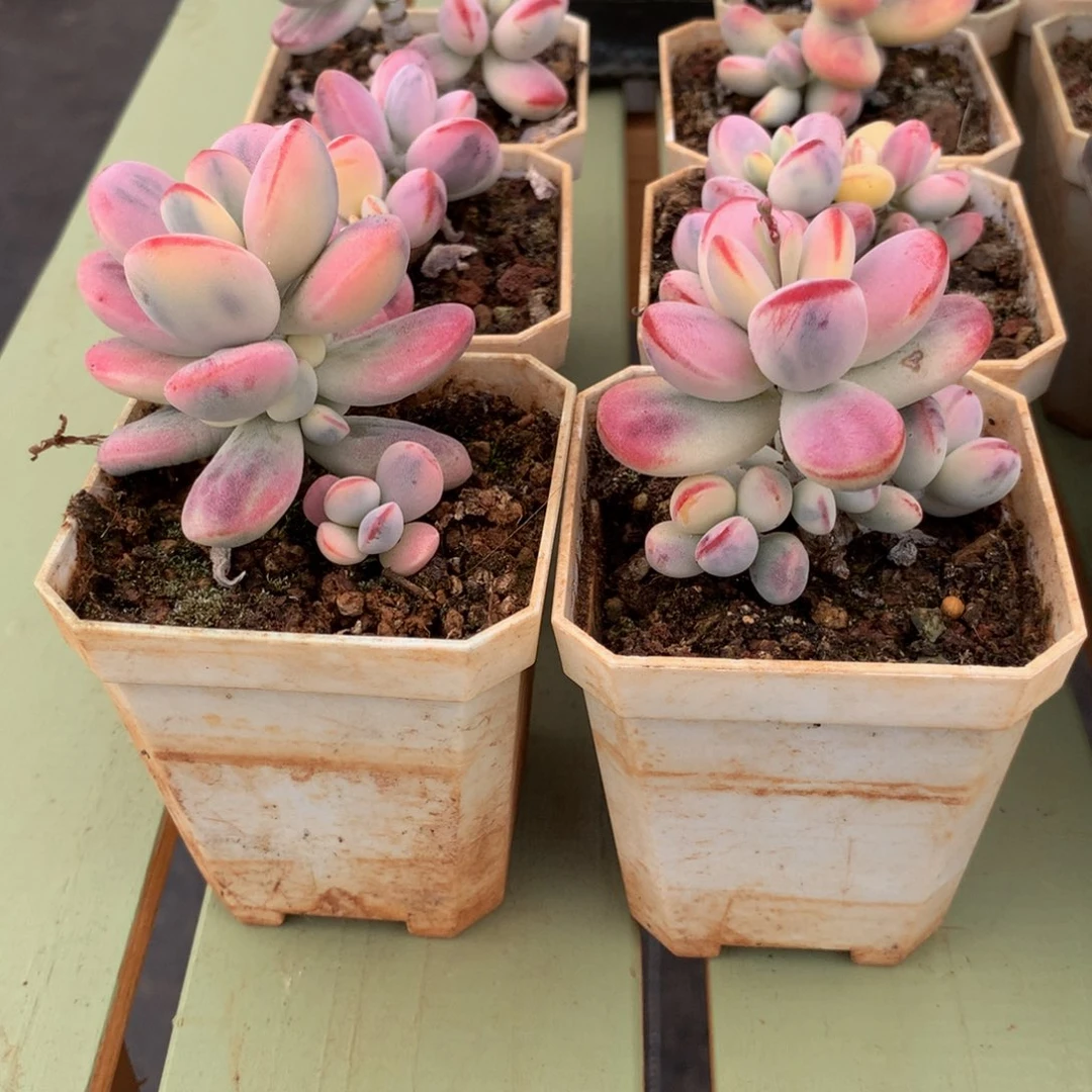 小*点乒乓福娘锦锦上园艺一物一拍