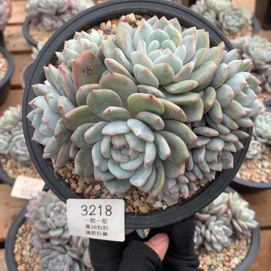 15厘米七头石榴籽有砍3218