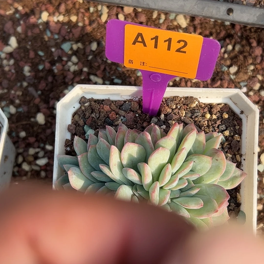 冰***蕾多肉植物一物一拍