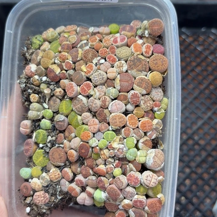 6450-生石花和肉锥