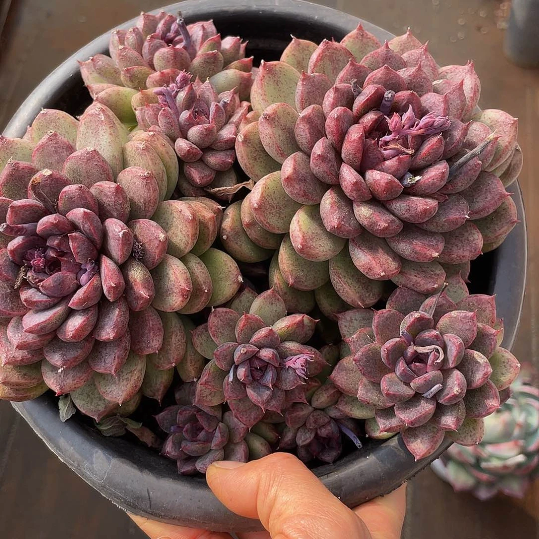 溜溜球杂交人多肉多肉