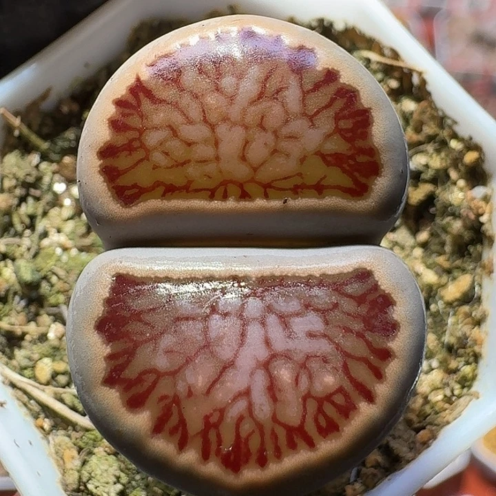 生石花1111111。   126