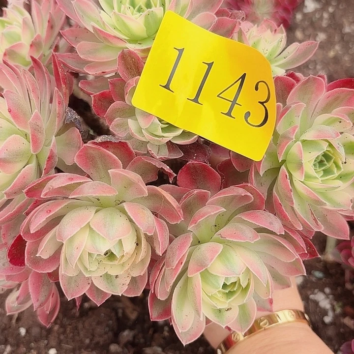 多肉植物粉水晶1143