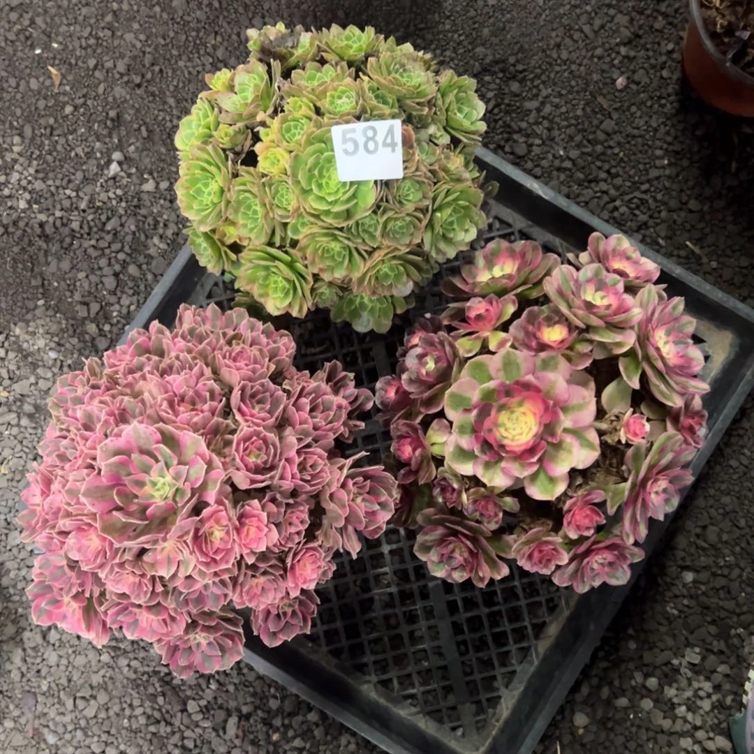 我是真的很喜欢这个