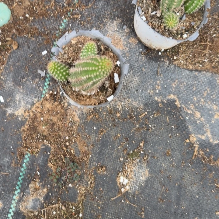 一***过白檀仙人掌279白檀318
