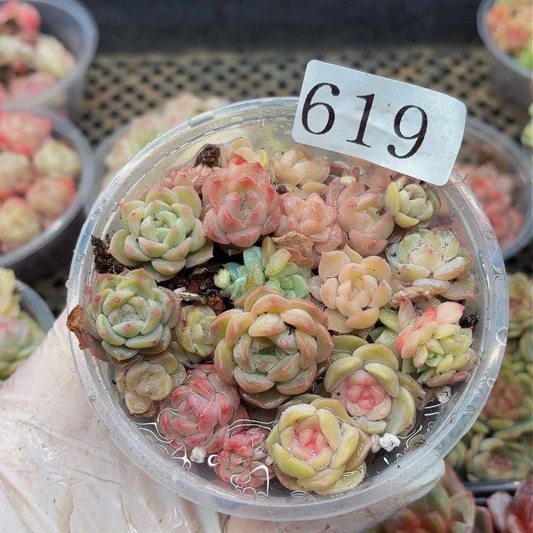 多肉植物多肉植物619