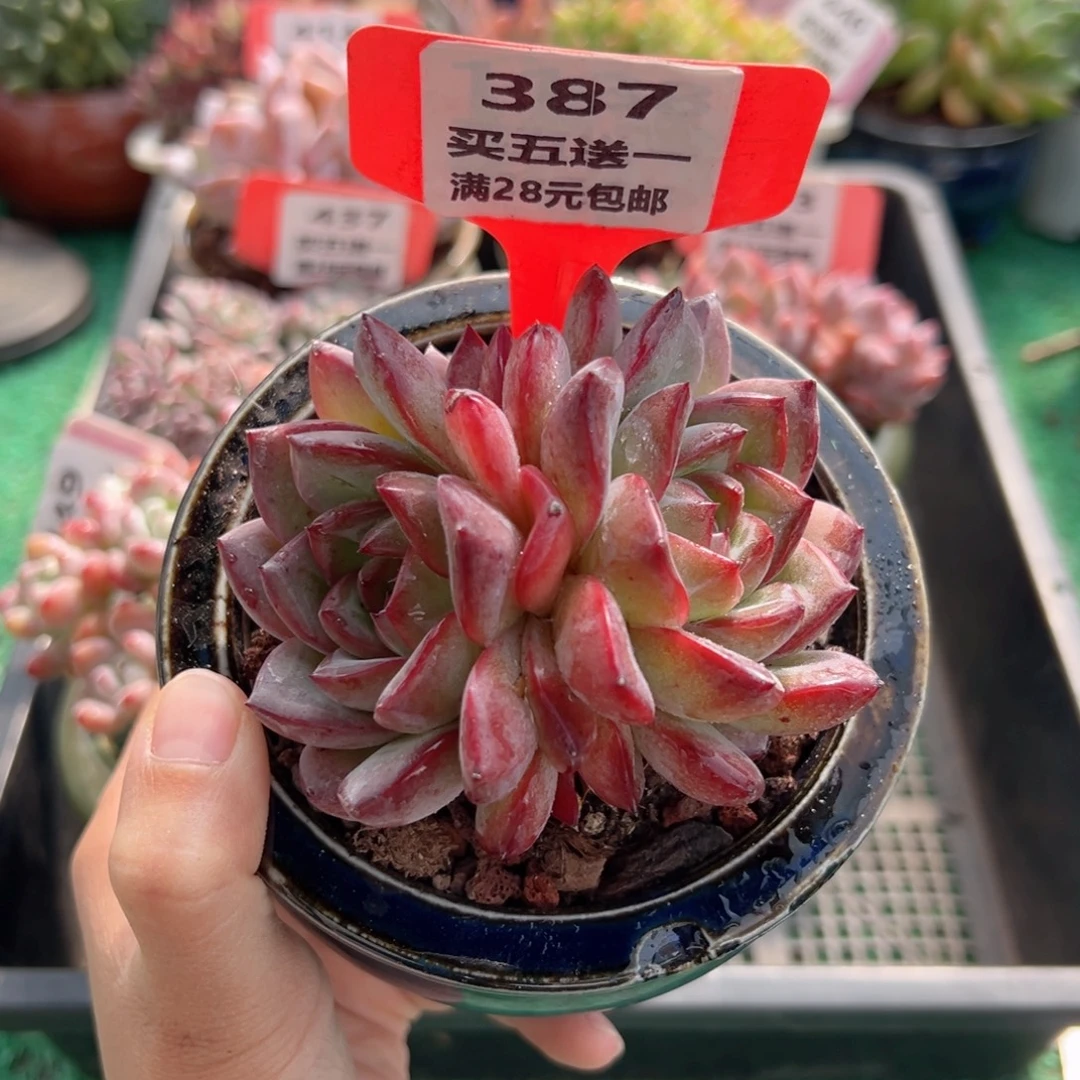 表妹精品多肉植物387.