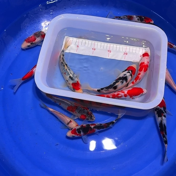 鲜****海水鱼哥哥会反弹过程提供v更好吃