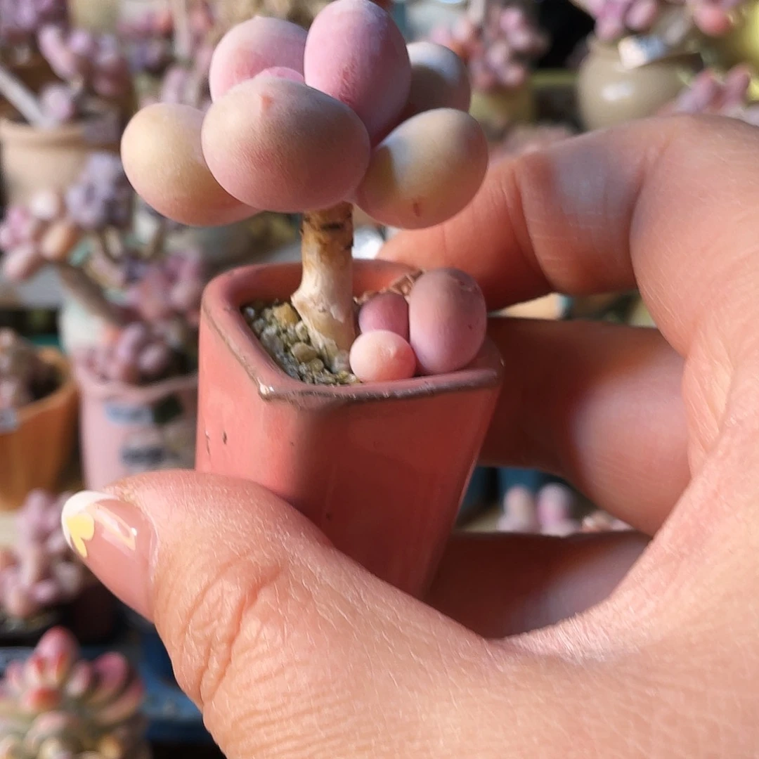止*多肉植物的生长发育与生长发育