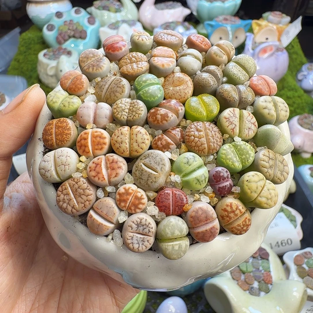 多肉植物福利冲582