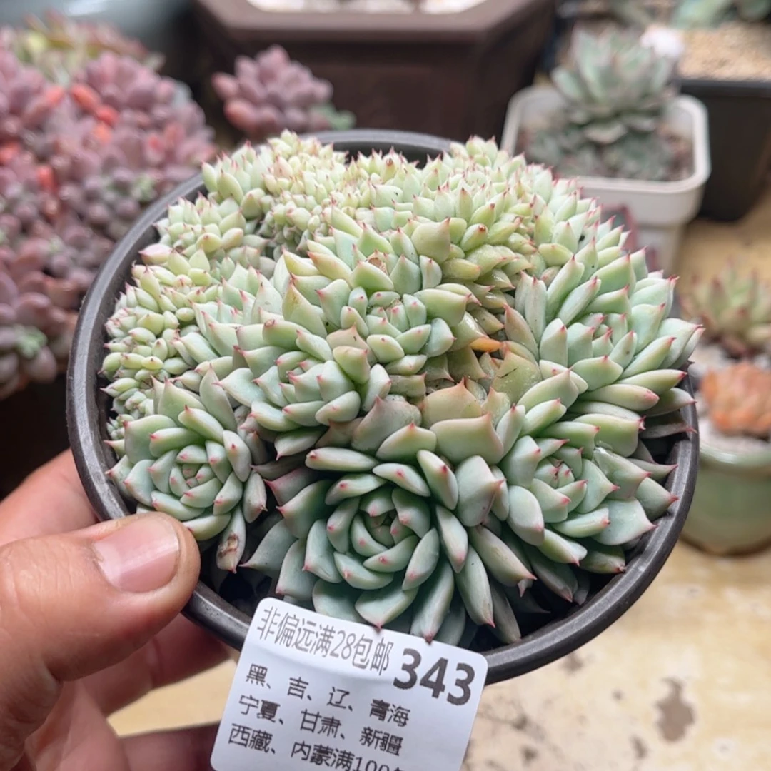 【闪购商品】343TP缀