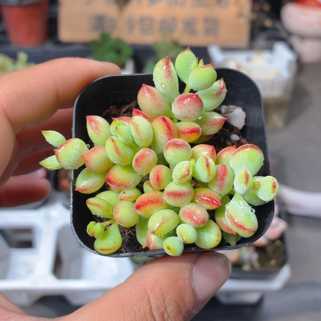 达摩福娘多肉9.9包邮发货