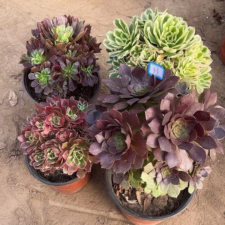 053多肉植物组合，