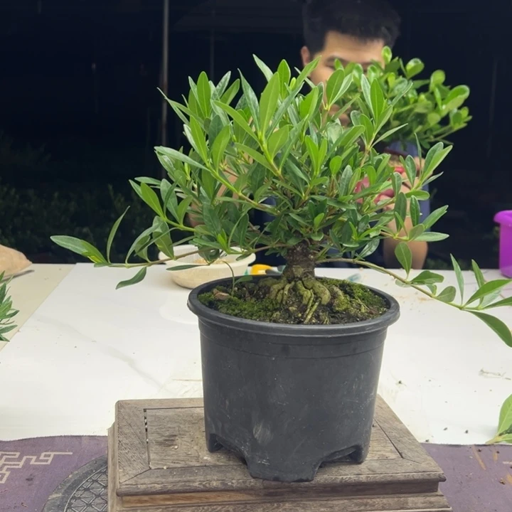无花朵碧玉栀子花