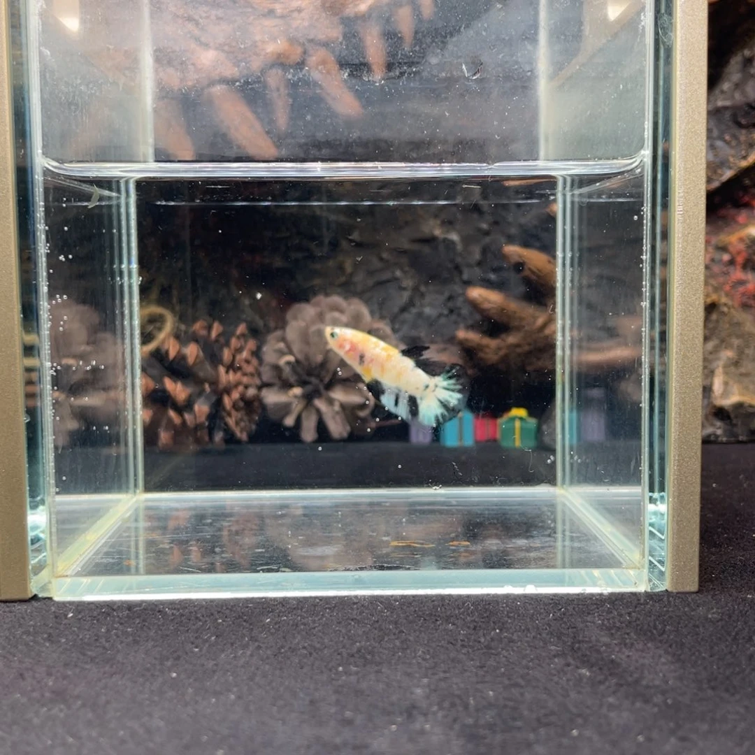 斗鱼十二月十四日竞价