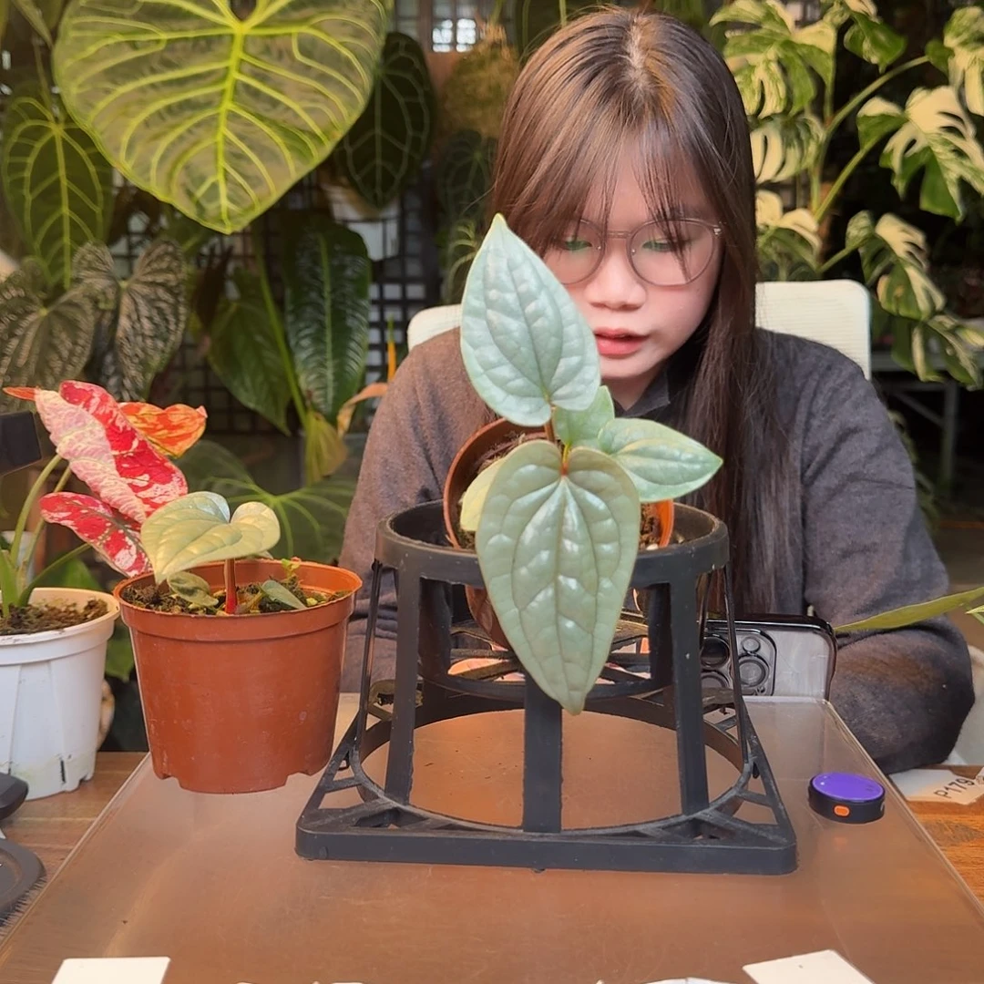 黎***昕完全开放Y117籽播奢华