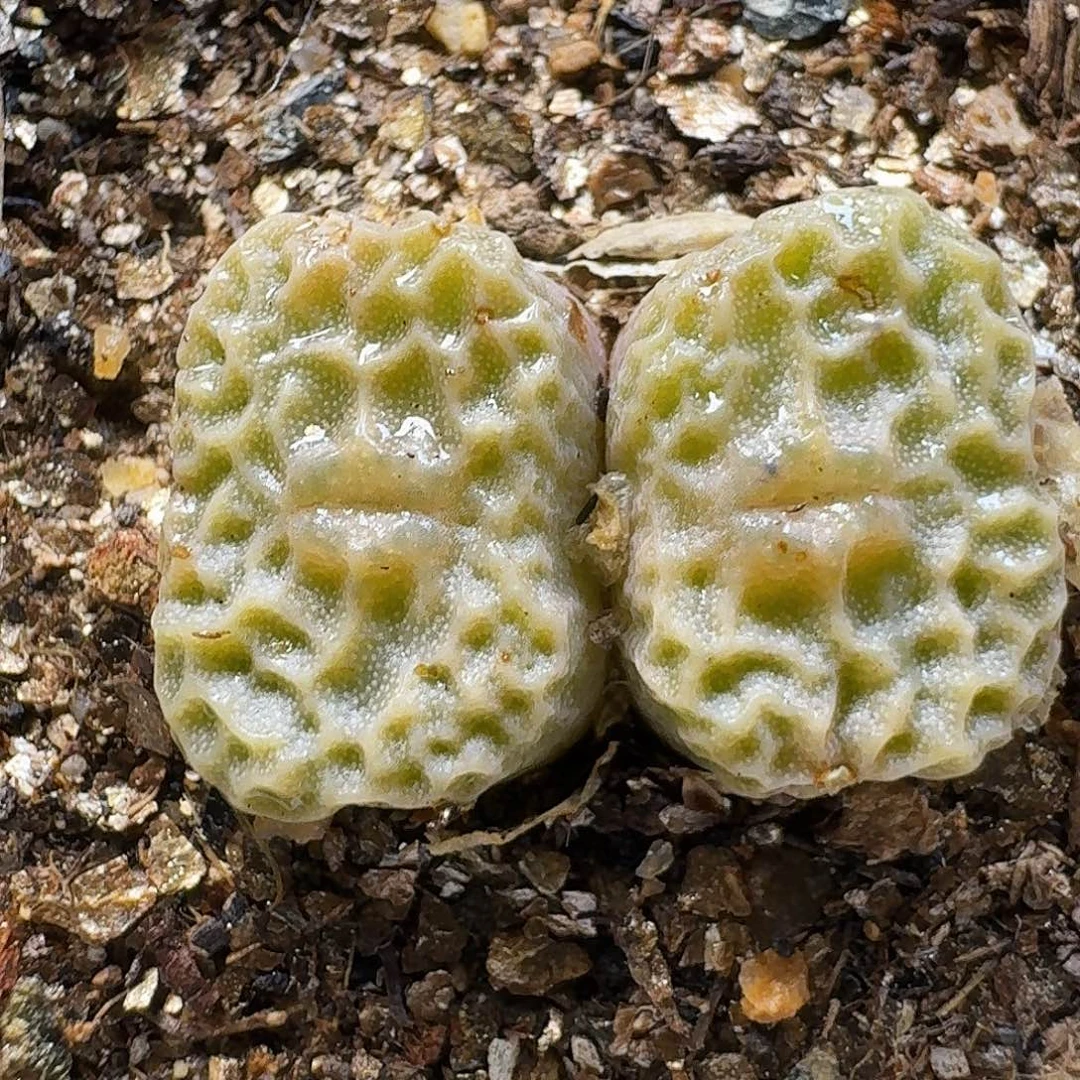 生石花111111。  267